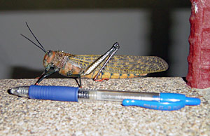 grasshoppers