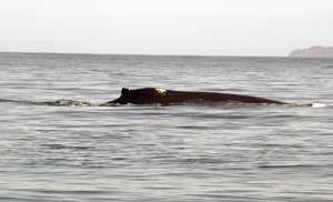 Humpback whales