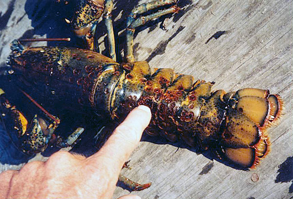 The disease causes black spots that often turn into deep holes in lobsters’ outer shells. The holes leave lobsters susceptible to bacteria or viruses and interfere with their ability to molt their shells and grow. In extreme cases, the entire shells rot, killing the lobsters. (Barbara Somers, Rhode Island Sea Grant & the University of Rhode Island)