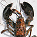 lobster shell disease story