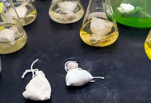 flasks and pouches involved in extracting chemicals made by marine microbes in Tracy Mincer's lab