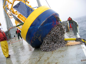 Nootka buoy loaded with barnacles