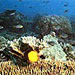Science and Action: Cooperation in Marine Conservation