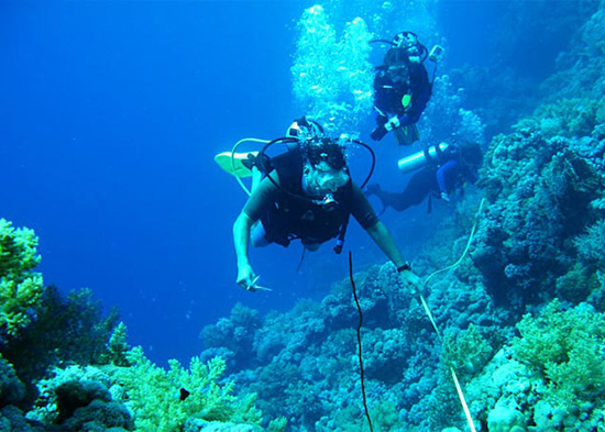 The Once and Future Corals