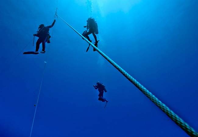 Scientists studying them SCUBA dive in the open ocean
