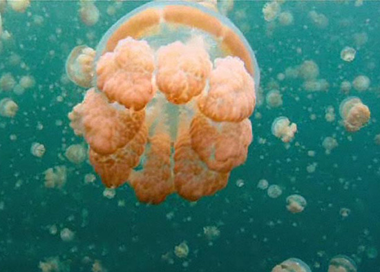 What do jellyfish look like?