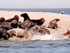 seals on the beach