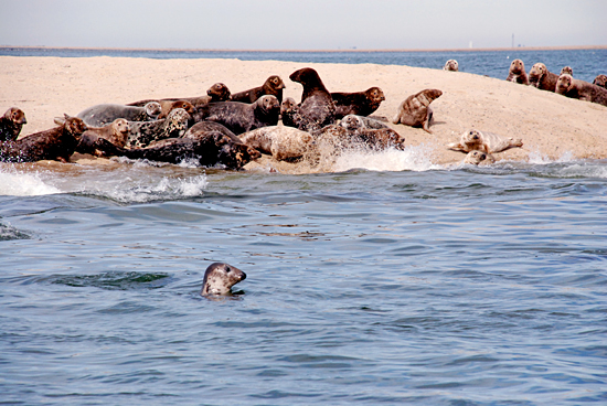 seals on the beach