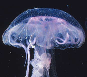 Are Jellyfish Populations Increasing?