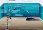 Oil Gently Seeping from the Seafloor 