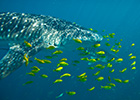 Ocean Life Institute