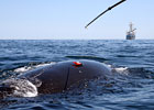 North Atlantic Right Whale Initiative
