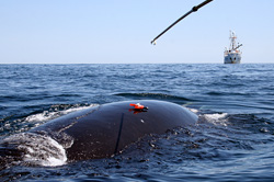 Right Whale Initiative