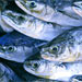 Deep Sea Fisheries Symposium