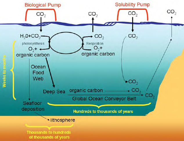 The biological and solubility pumps and their role in transporting atmospheric carbon to the deep sea.