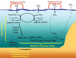 The biological and solubility pumps and their role in transporting atmospheric carbon to the deep sea. 