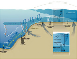 Selected processes that are intensified or unique to continental-margin ecosystems.