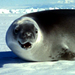 sea otter