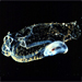 salp