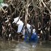 mangroves