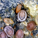After four to seven weeks, juvenile larvae settle along the shore and develop a hard white shell