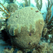 Caribbean Corals and Climate Change