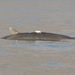 Tiny Computer Tag Provides Insight to Reclusive Beaked Whales