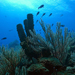 REMUS and the Coral Reefs