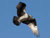 osprey in flight