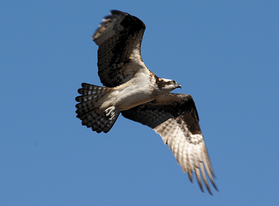 Woods Hole Osprey