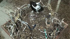 Osprey Cam