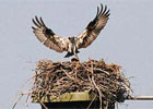 Osprey Cam