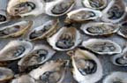 oysters