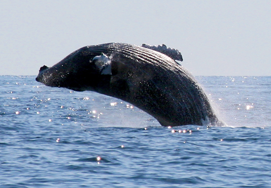 humpback whale