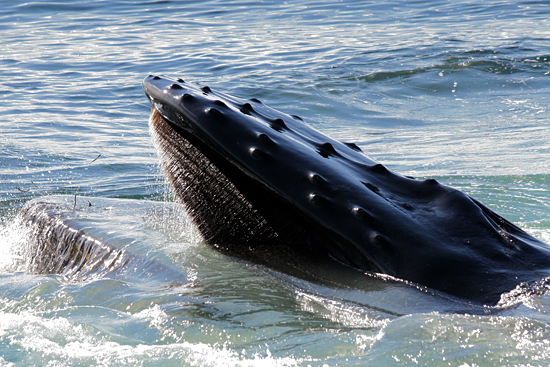 humpback whale