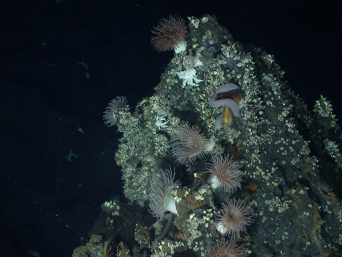 anemone populations, towcam hydrothermal field, lau basin