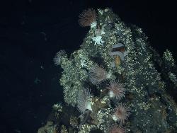 anemone populations, towcam hydrothermal field, lau basin