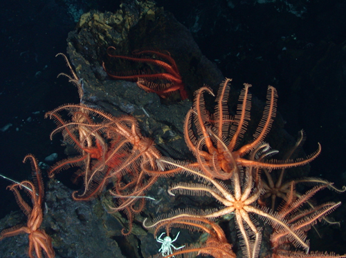 brisingid seastar populations, towcam vent field, lau basin