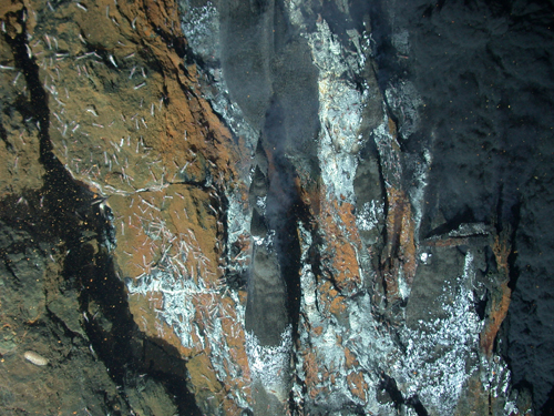 high temperature hydrothermal activity, mariner vent field, lau basin