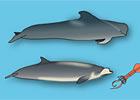 Different Whales, Different Hunting Styles
