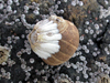 barnacles