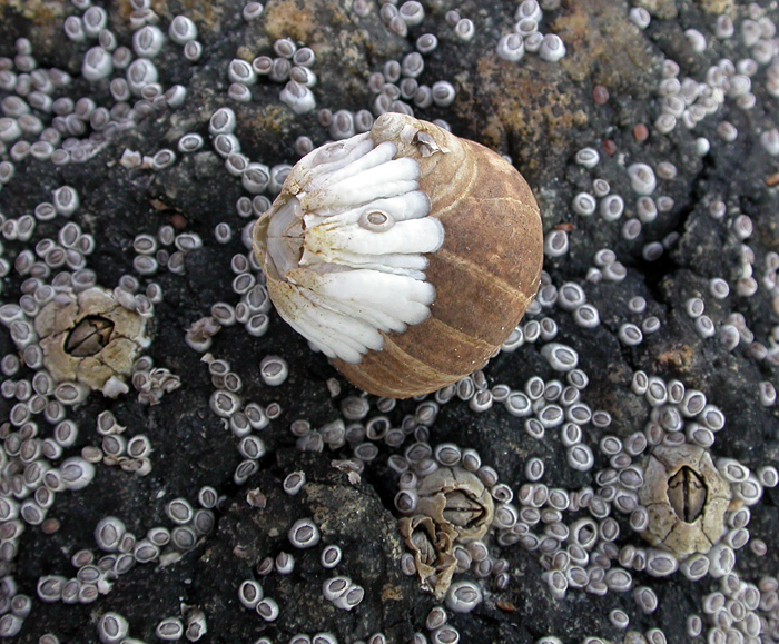 barnacles