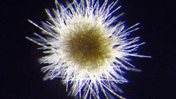 plankton by any other name woods hole oceanographic institution