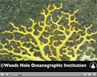 Deep Sea Corals podcast
