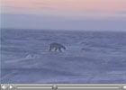 Climate Change and the Arctic