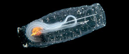 The Watery World of Salps