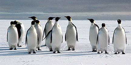 Emperor penguins