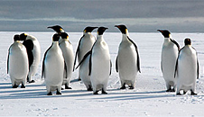 Polar Life 