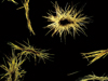 Trichodesmium colonies