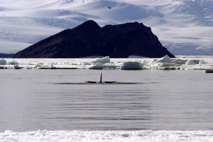 Ross Sea Antarctica